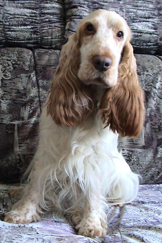 Foto: Nelinka po výstavě-Nelinka absolvovala svou první mezinárodní výstavu