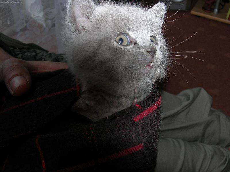 Foto: Jsem to ale kočka :))-Malá Debbie