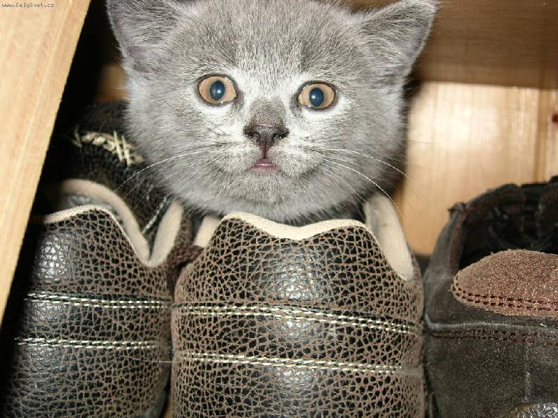 Foto: Malé kotě, spalo v botě ...-Malá Debbie