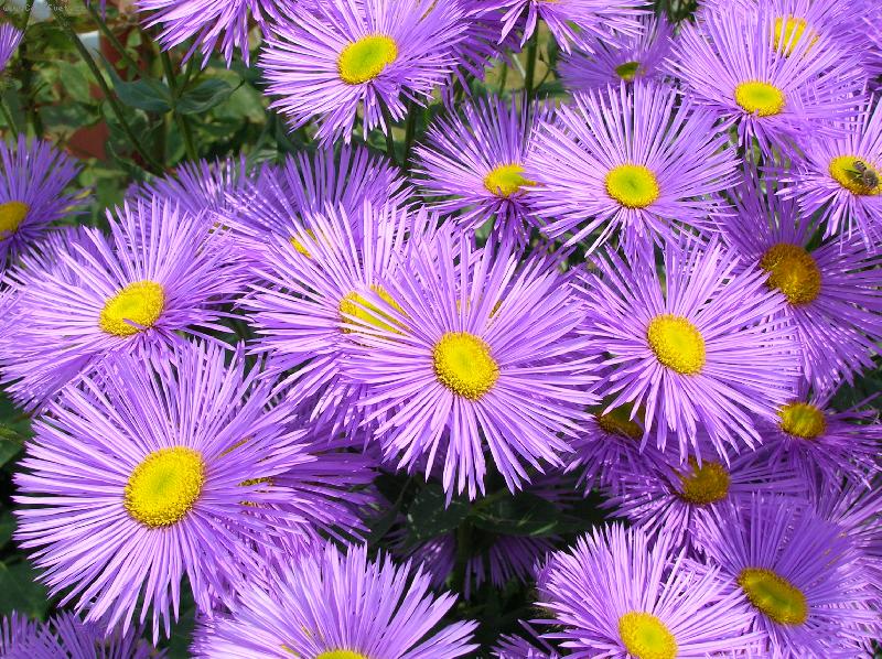 Foto: Modr� n�dhera