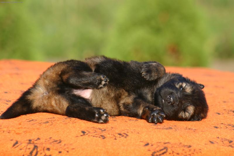 Foto: Nerušit,spím!-spící štěně