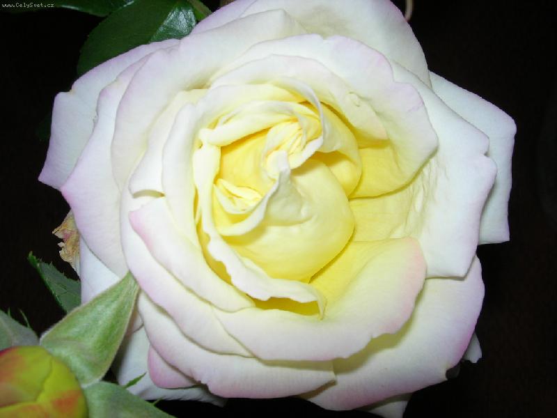 Foto: Od miláčka...-Růžička