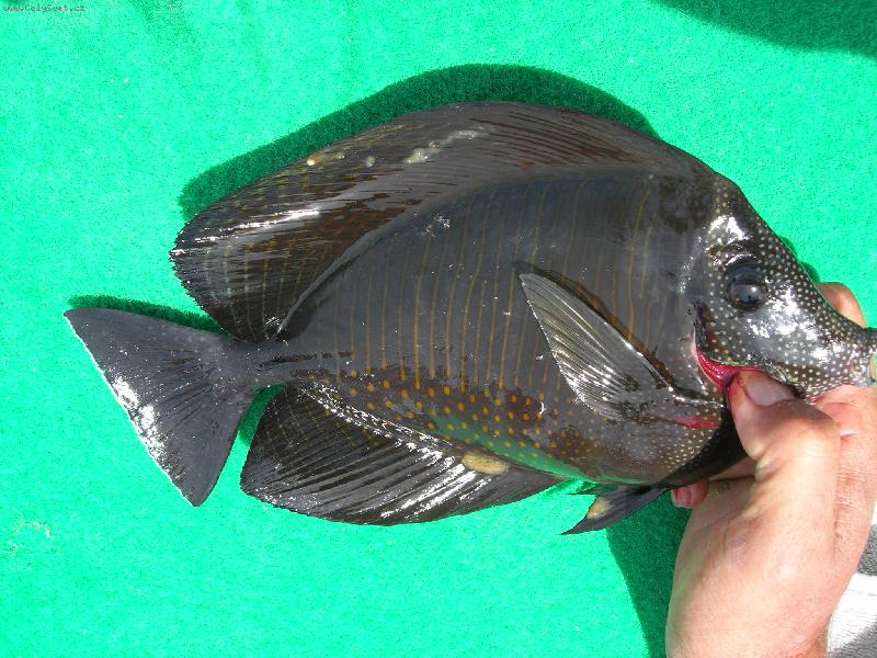 Foto: Lovení ryb-Rybička