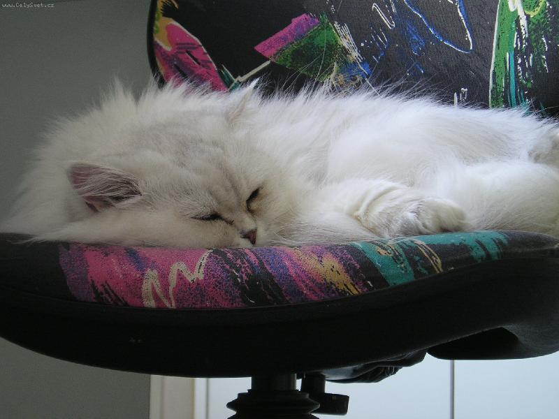 Foto: Kočička Sisi-... Mňau...