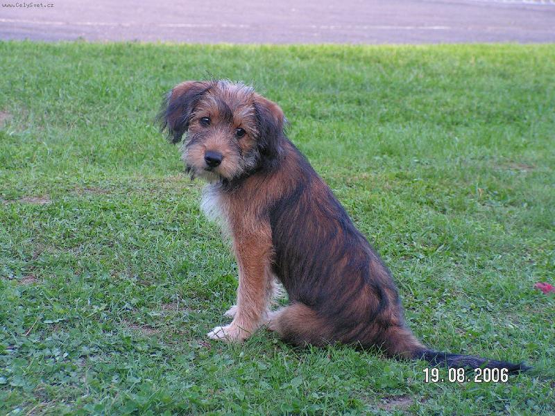 Foto: Čipi-Kdo mě to volá?