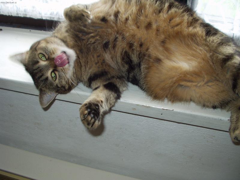 Foto: NAŠE MÁŠA-TAK NEVIM JESTLI SE JEŠTĚ ZVEDNU..