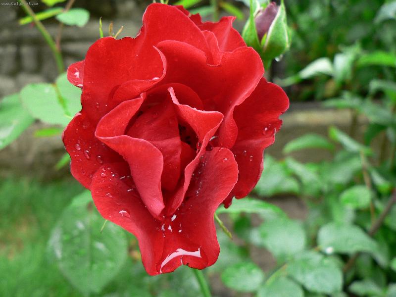 Foto: Osvěžující déšť