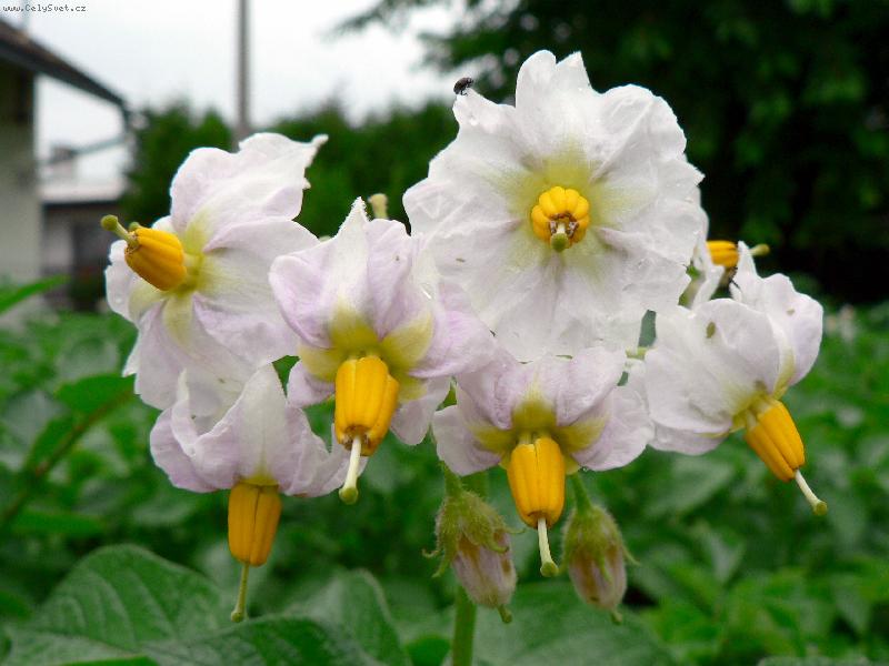 Foto: Květ brambory
