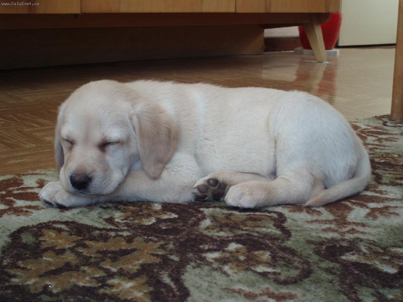 Foto: Spící krasavec-Nejhodnější když spinká...:o)