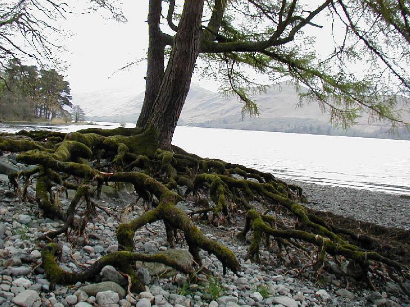 Foto: Pavoučí strom-u jezera v Lake District