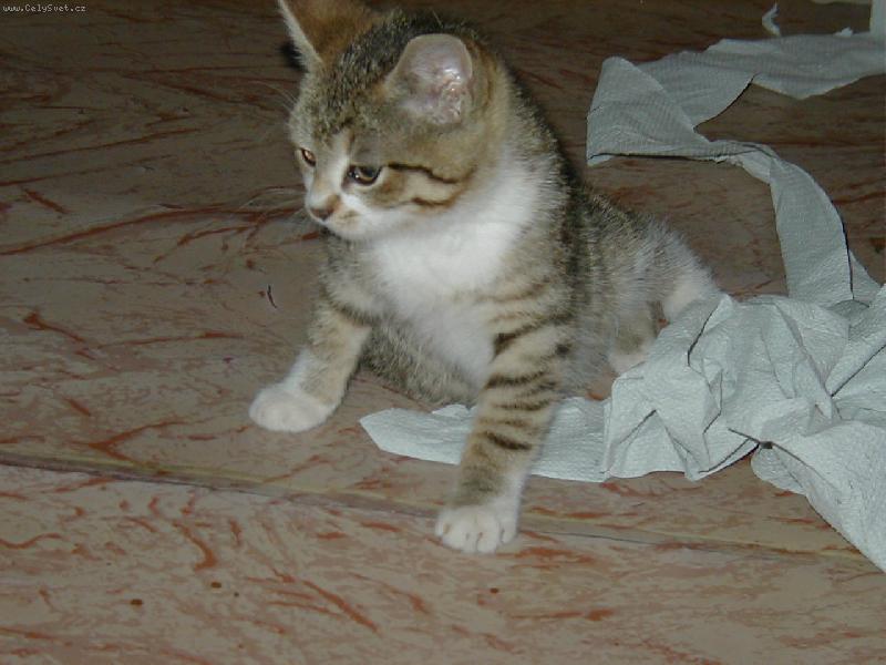 Foto: Kotě hračička-Jen vědět jak to použít