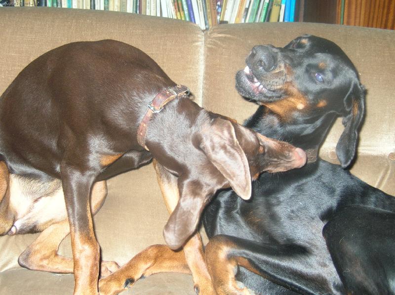 Foto: Foxíček a jeho nevěsta Sydny-dobrman