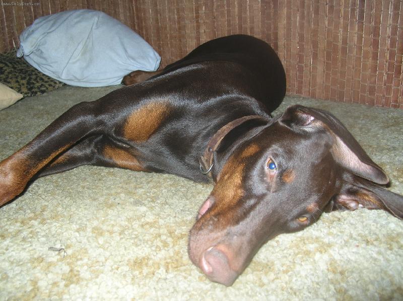 Foto: Foxíček a jeho nevěsta Sydny-dobrman