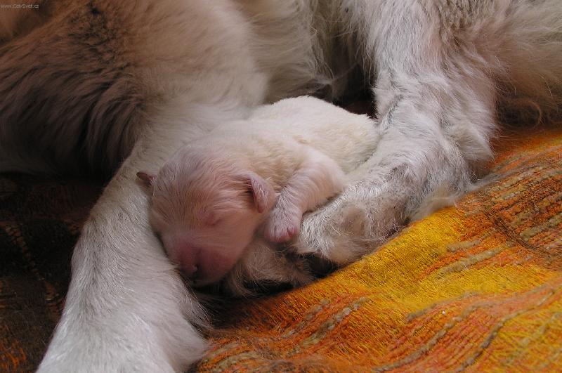 Foto: To si mi to krásně spinká