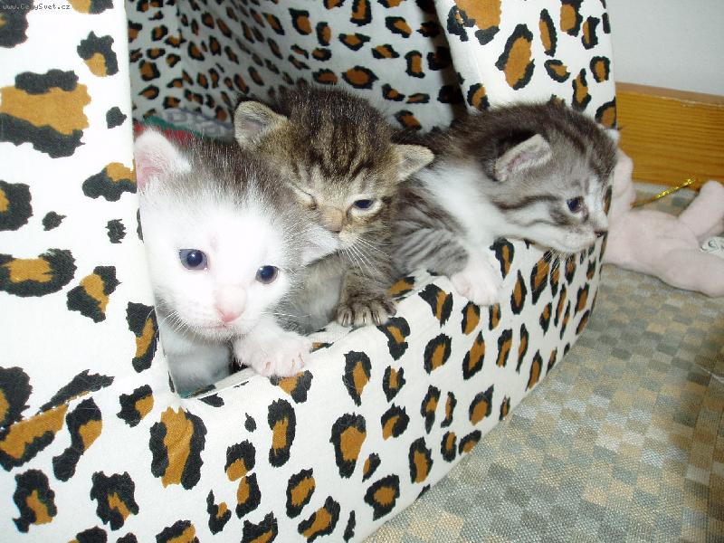 Foto: kuba,cecilka a matýsek