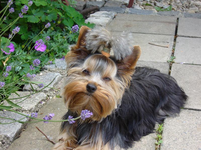 Foto: Sendy-Miláček rodiny