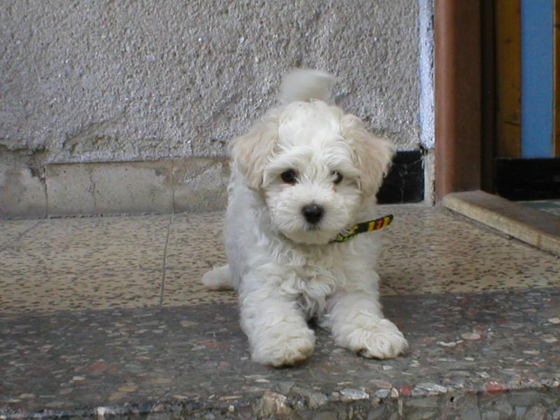 Foto: Idefix-štěně