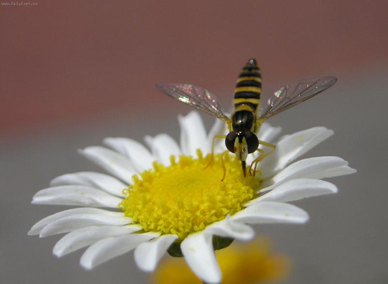 Foto: Bezmocnost-Má snad na výběr?
