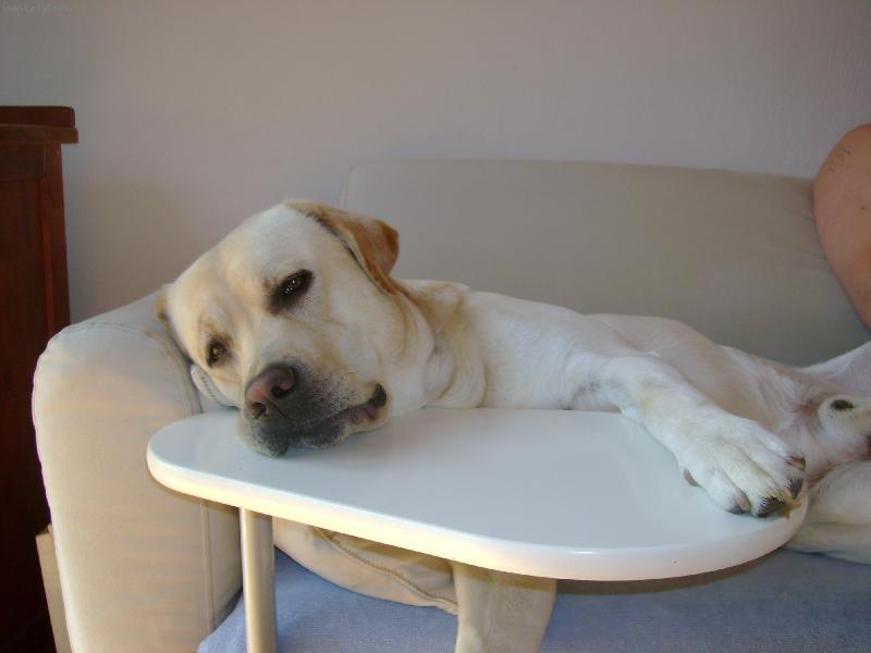 Foto: Charlieho pohodička