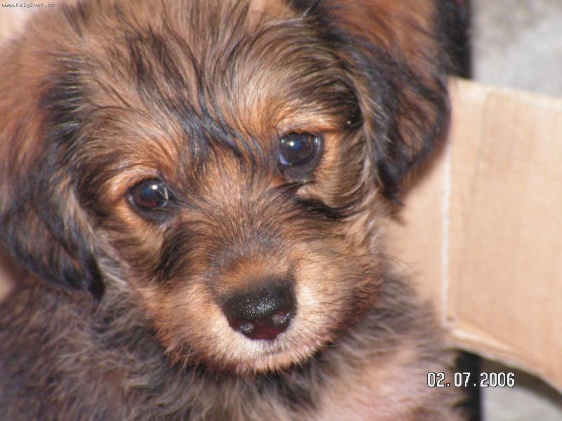 Foto: Čipi-medvídek