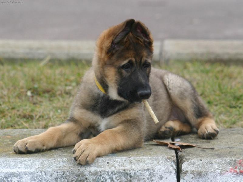 Foto: Kouření škodí zdraví :-)-štěně ovčáka s pamlskem