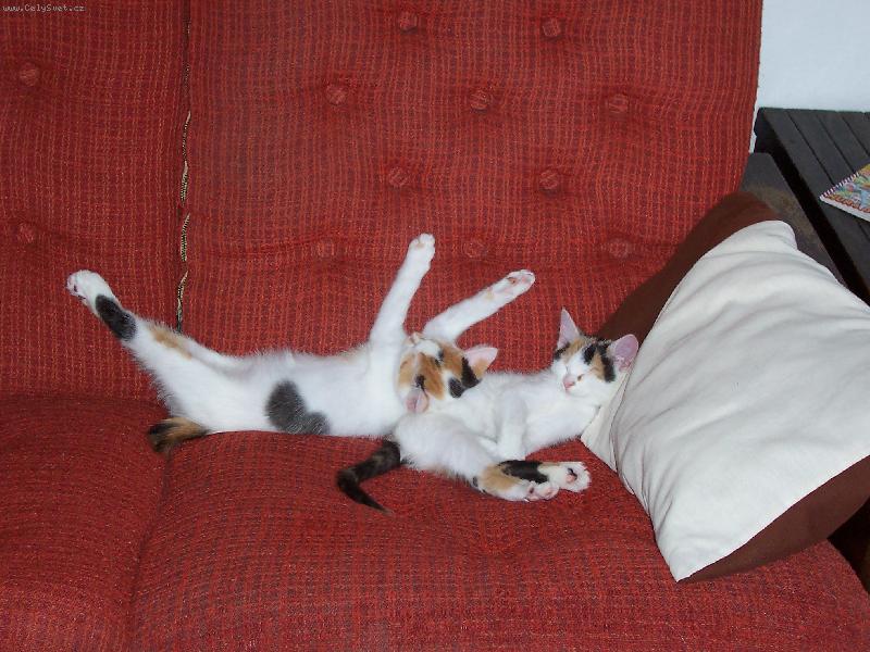 Foto: Amálka a Dorotka-Amálka a Dorotka