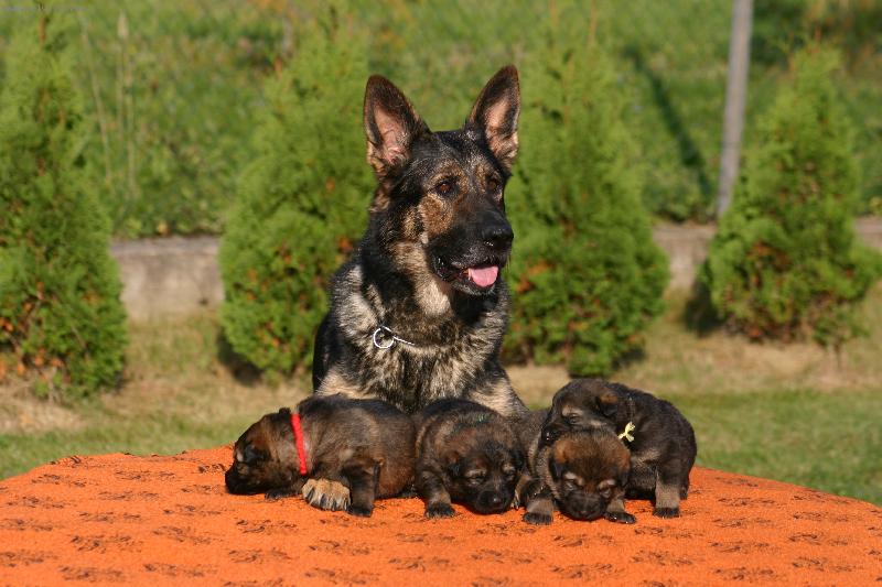 Foto: pyšná máma-fena se štěňaty