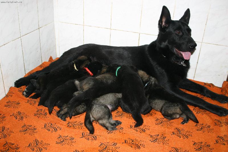 Foto: rodinná idilka-fenka se štěňátky