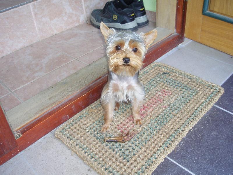 Foto: Zase mě fotí.-Jsem miláček páníčků.