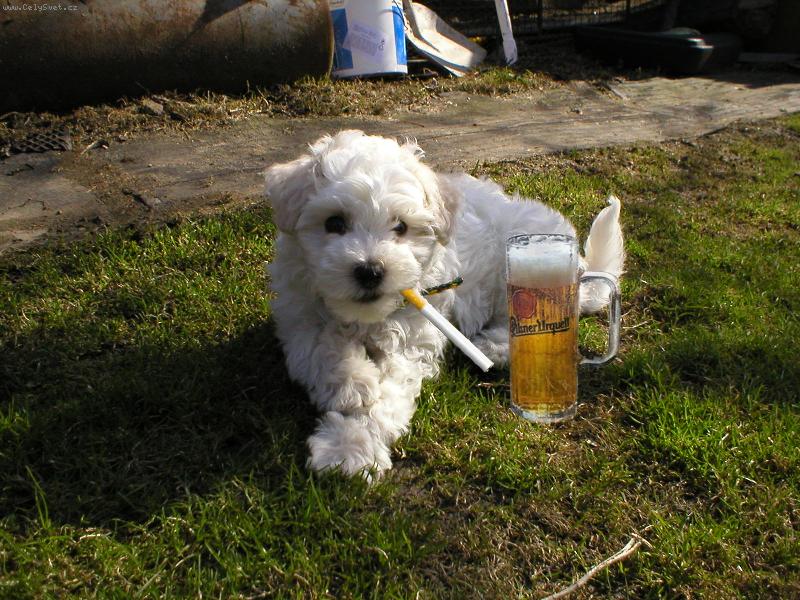 Foto: Fixík-nekouří a nepije