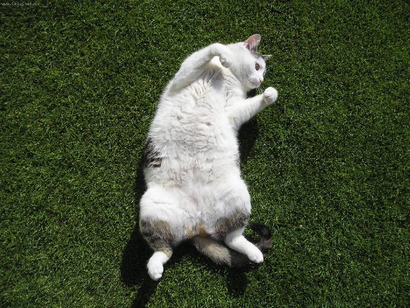 Foto: Kočička-Otočí mě někdo? :-))))))))