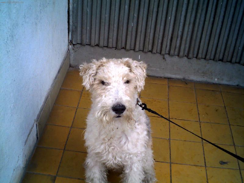 Foto: jsem nejhodnější pes