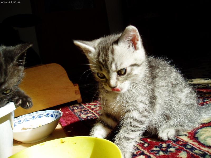 Foto: Mikeška-Mňam