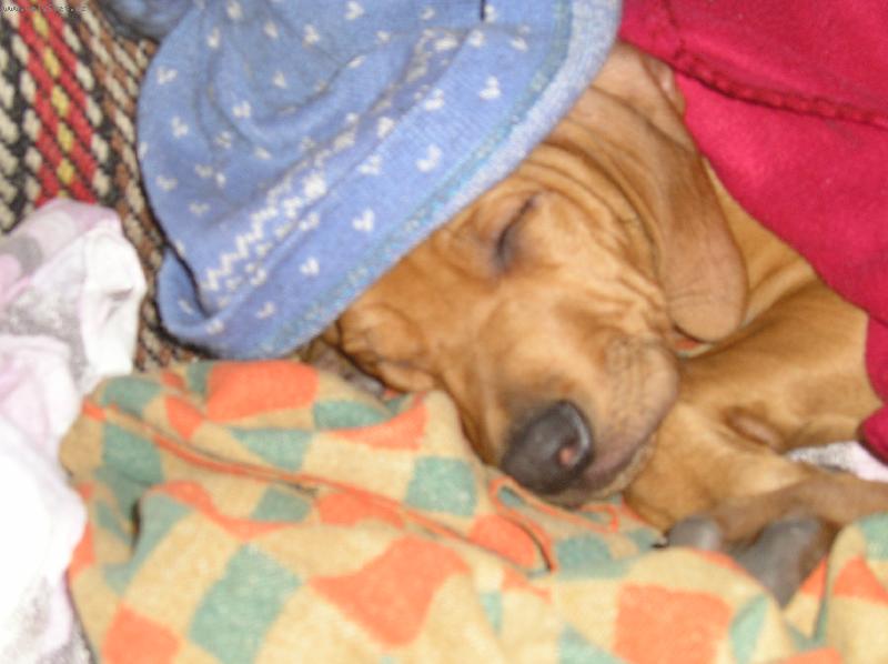 Foto: Mendy spinká, nerušit!