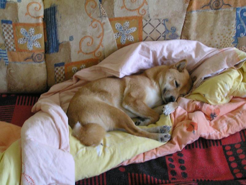 Foto: ...nechte mě spát...-Naše pětiletá Chinga