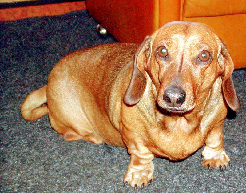 Foto: Jak se máš? Pánečku-Profesorka Ajka - fotomodelka