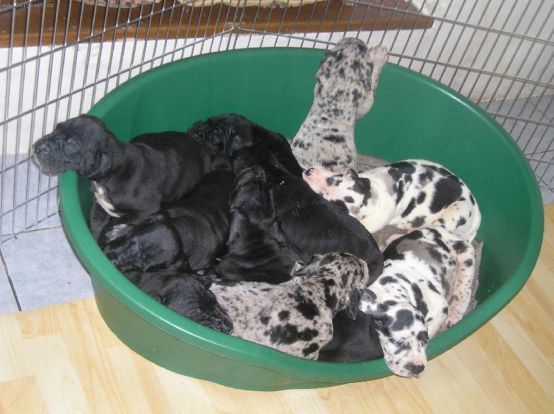 Foto: Naši prckové-Silva Tarok