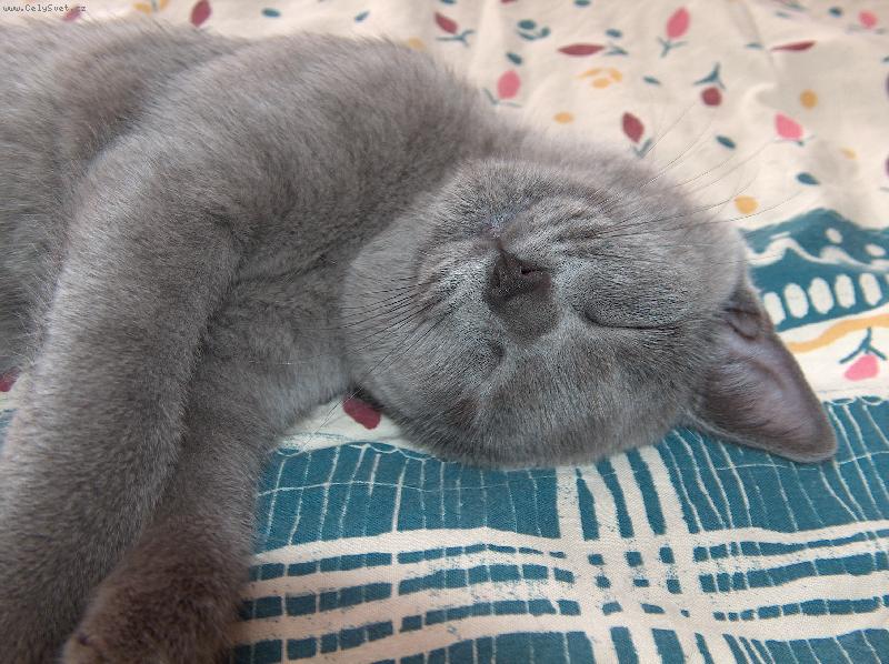 Foto: Mikeška spinká-Něco krásného se mi zdá...