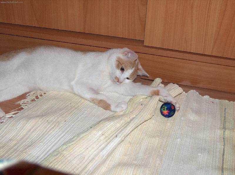 Foto: Roák Bertík-Jak zabalit kuličku do koberečku, tak na to jsem specialista.