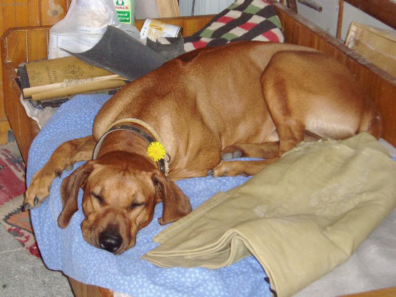 Foto: Willyho polední klid