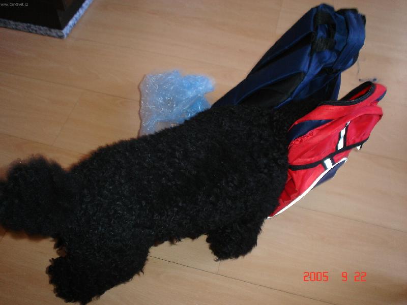 Foto: pudlíkTom-ta panička tam má ale bordel