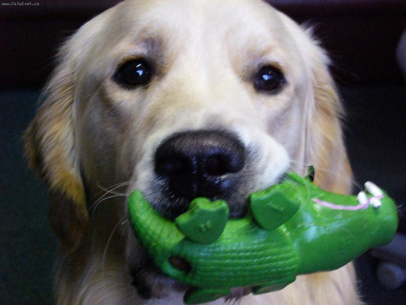 Foto: A teď tě sním krokodýle