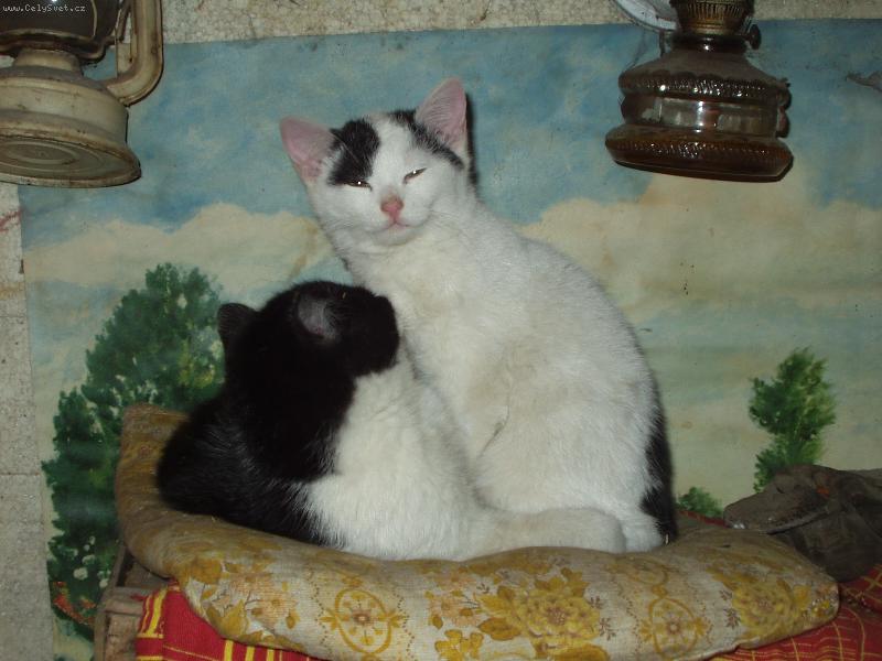 Foto: koátka-přátelé na věky