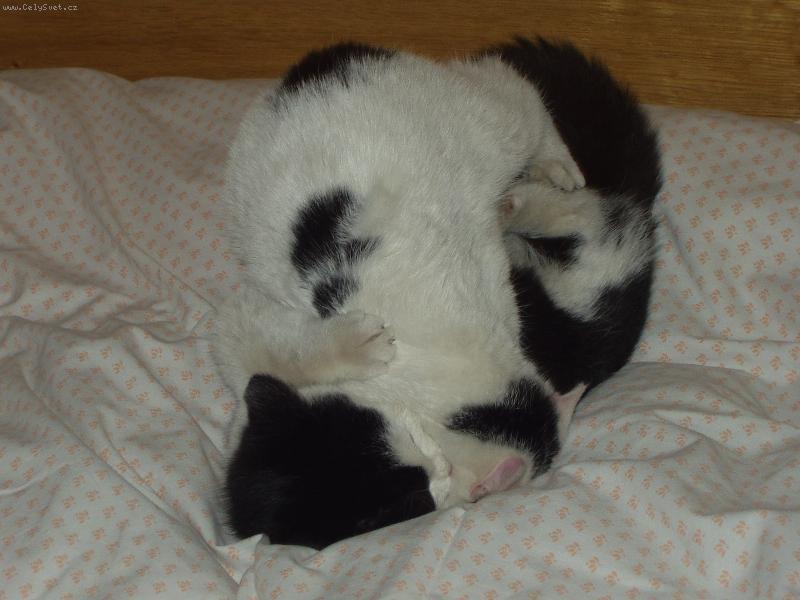 Foto: ko��tka-ro���ci