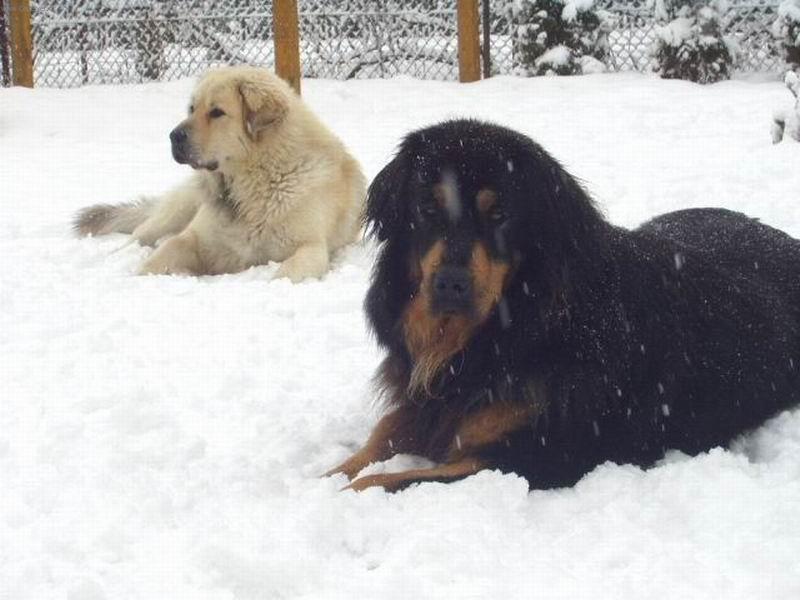 Foto: Sněží!!-Apollo a Cedra na sněhu.