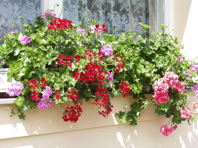 Foto: červencová záplava květů