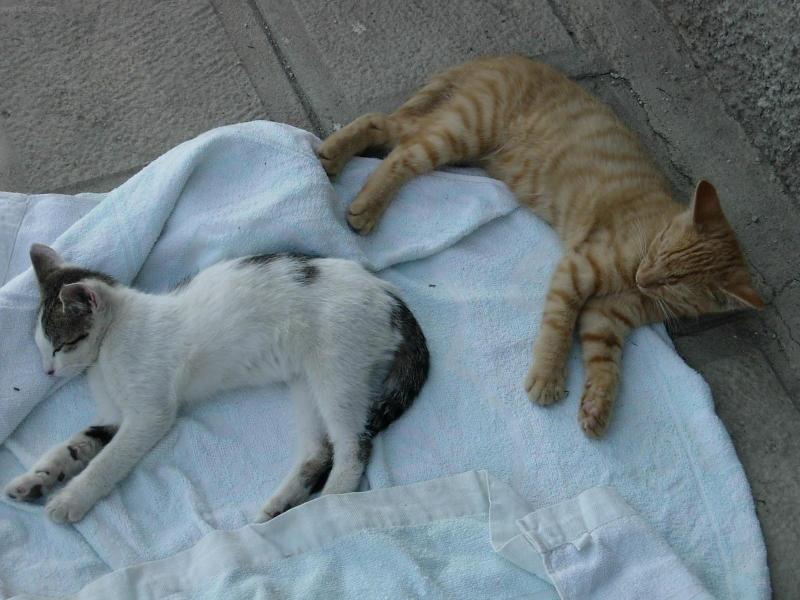 Foto: Paní Líza Fousková a Pan Rezeček Fousek-To je pohodlíčko co????,když si takhle ležíte na dece,ale máma vás brzo vyhodí...