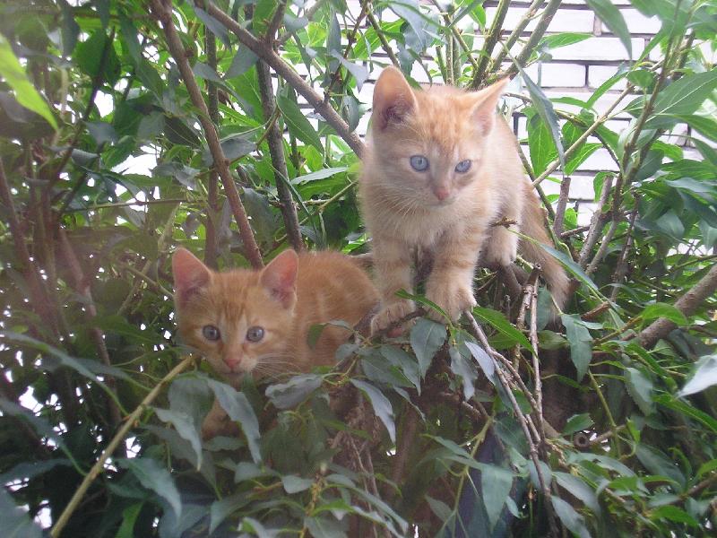 Foto: aja a paja-koata