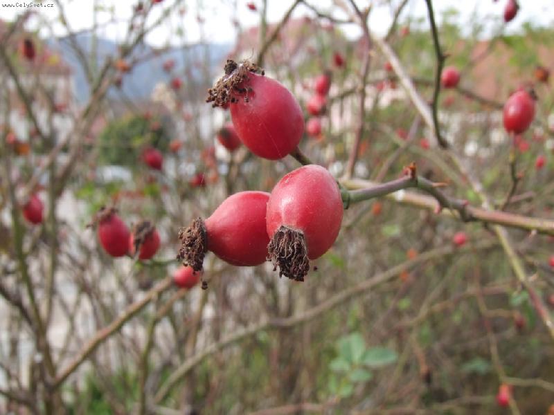 Foto: Podzimní šípek