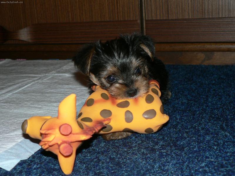 Foto: a přece jsem jí přemohla i když jsem malá-jak jsem zakousla žirafu